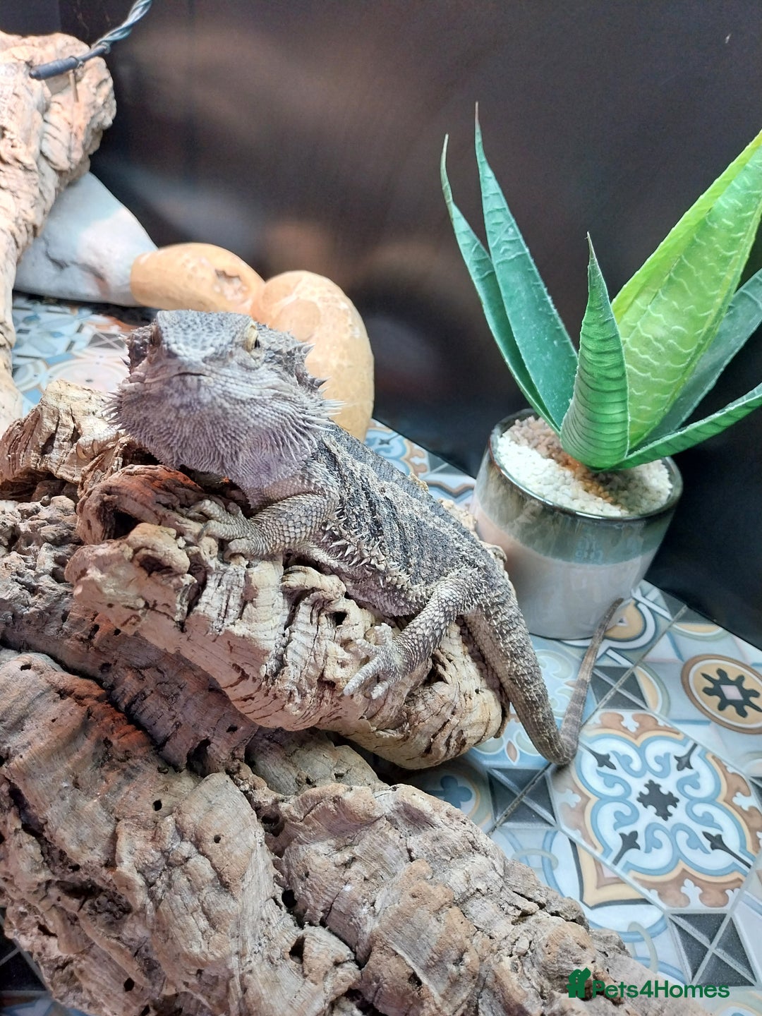 Bearded Dragon reptiles for sale: Male bearded dragon and full set up  - Image 2