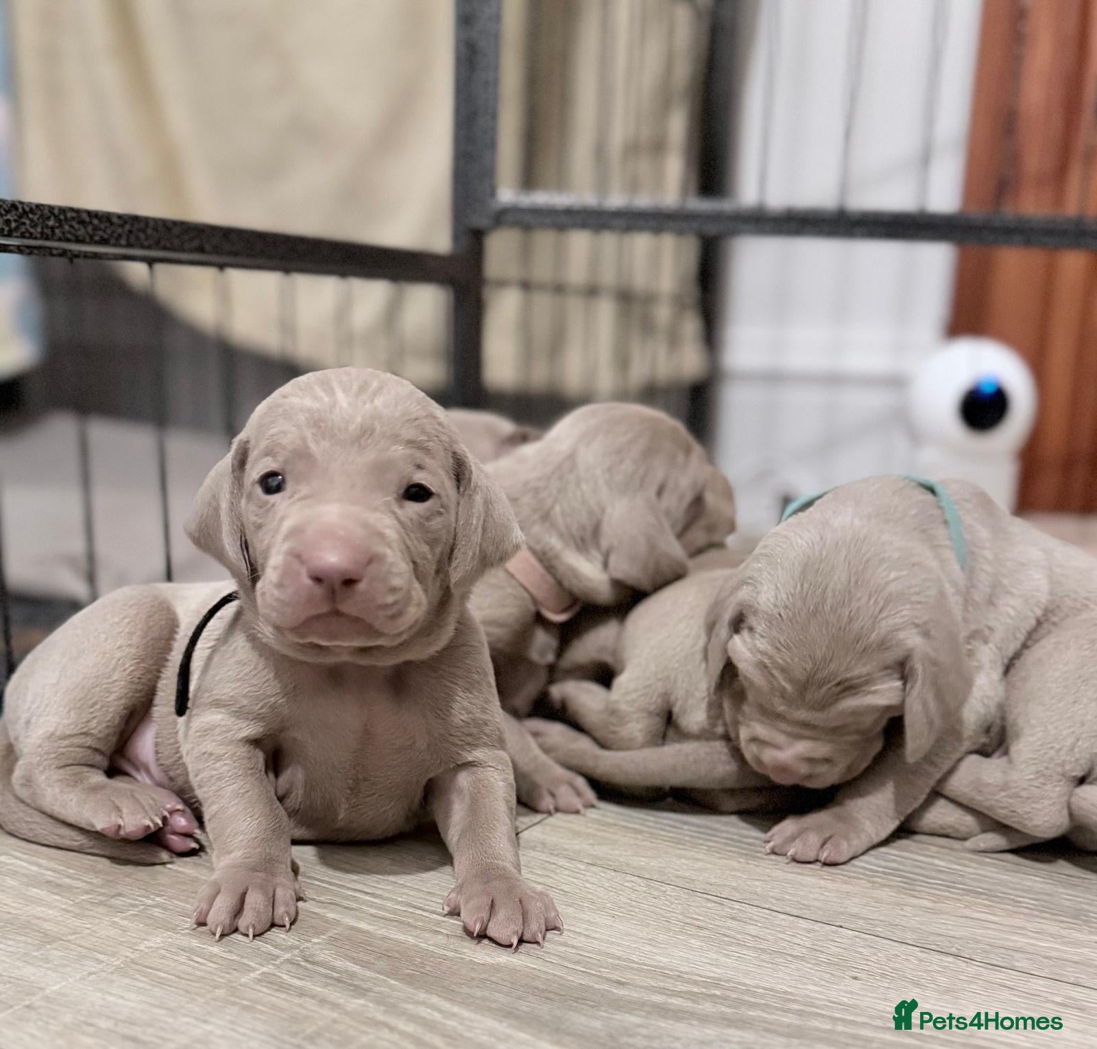 Weimaraner dogs Gorgeous chunky silver Weimaraner puppies  - Advert 1
