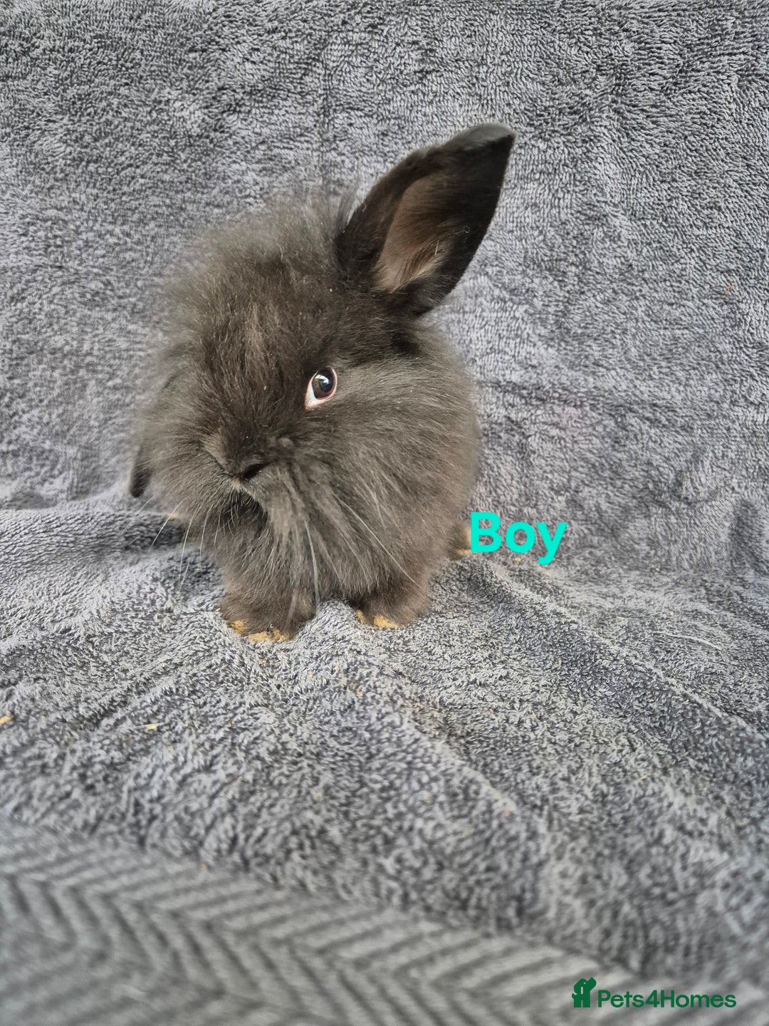 Mini Lion Lop rabbits for sale: Mini Lion Lop Buns looking for new homes - Image 10