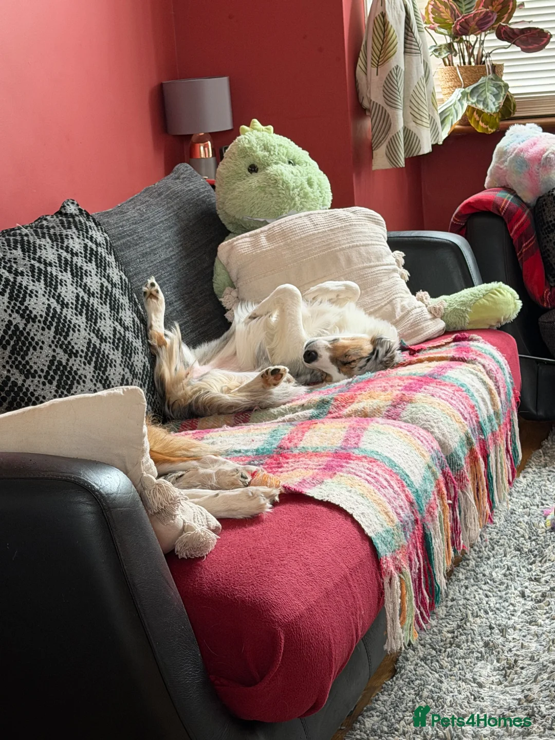 Border Collie dogs for sale: Maya blue/brown merle collie with bi-eyes - Advert 2