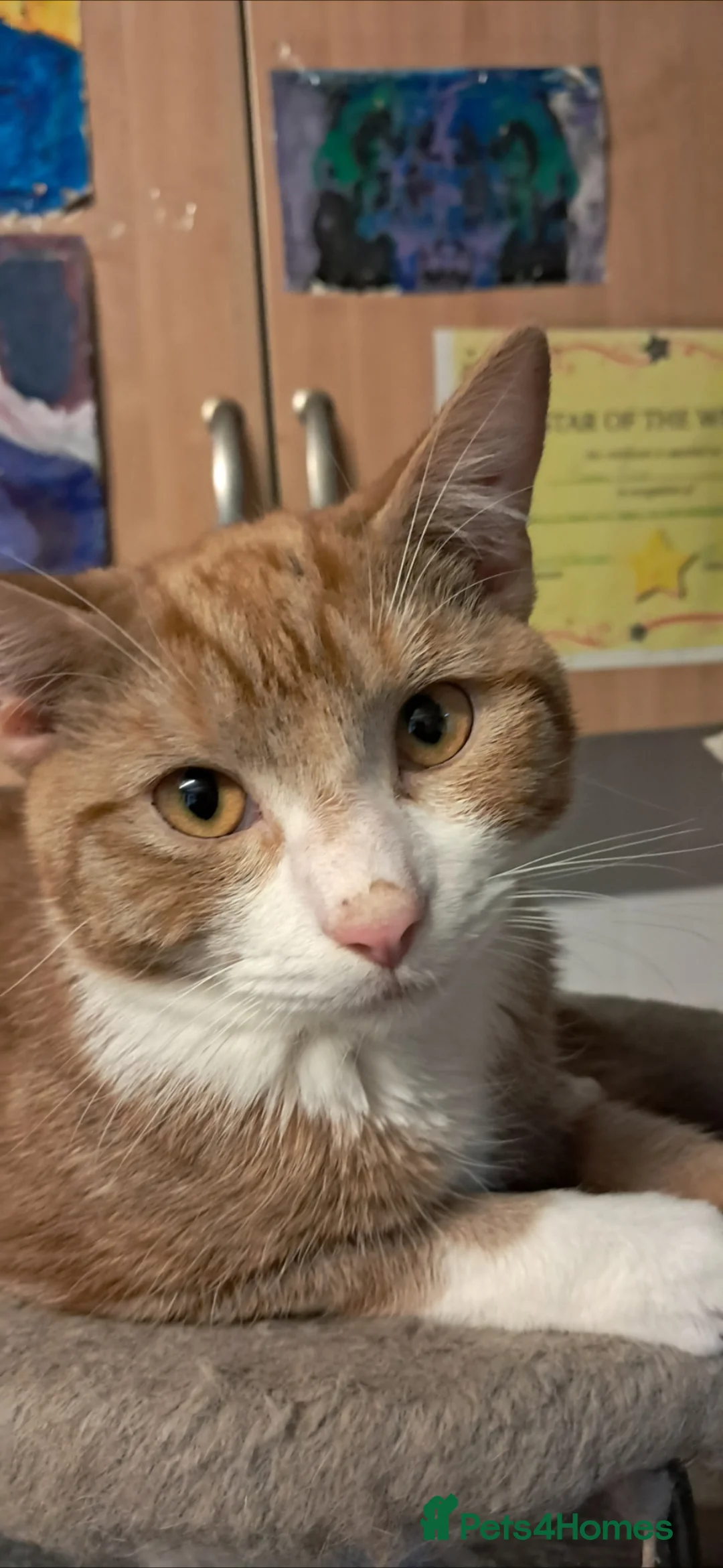 Mixed Breed cats for sale: 2 young ginger boys! - Advert 4