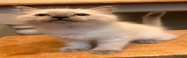 Ragdoll 1