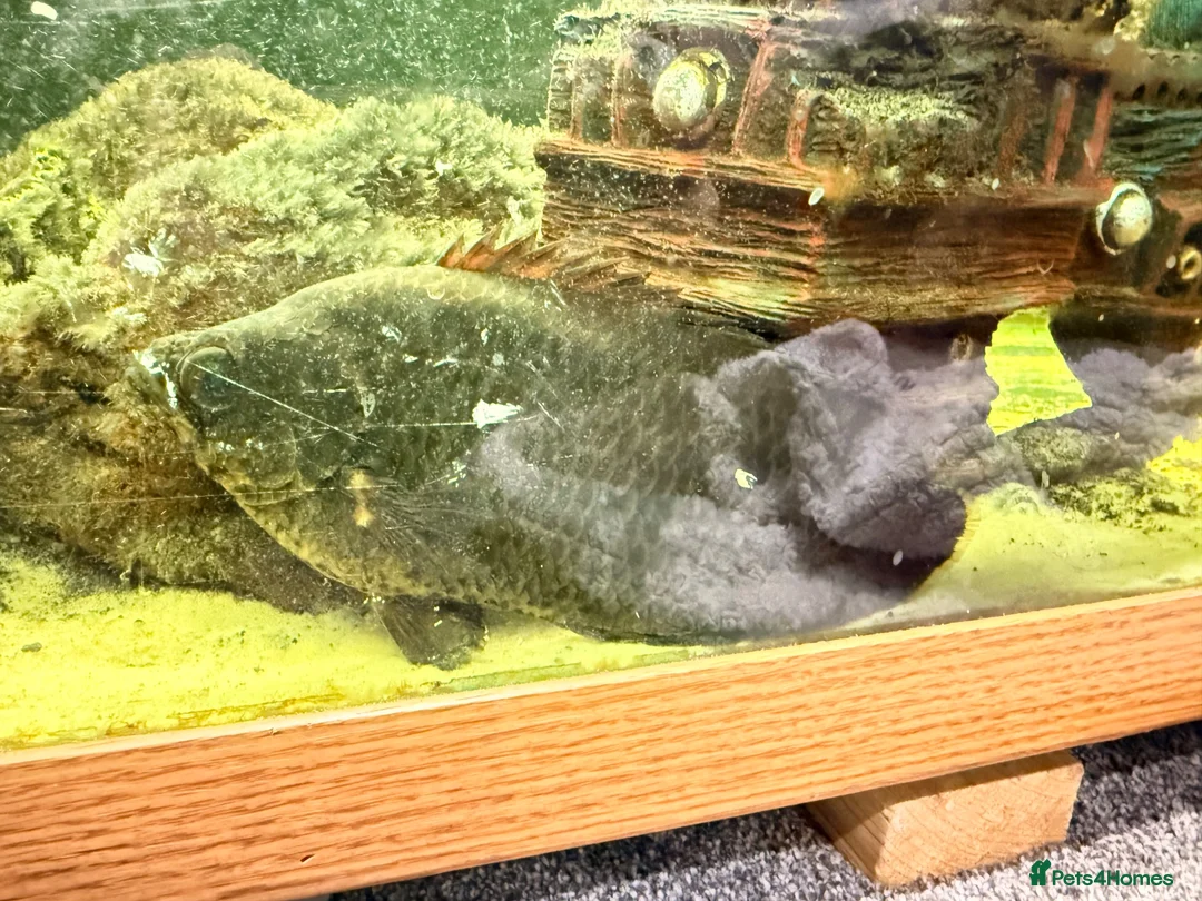 Cichlids fish for sale: Mixture of fish - Advert 6