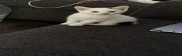 Mixed Breed cats for sale: 🐾 8 Adorable Kittens Looking for Loving Homes! 🐱 in London - Advert 2
