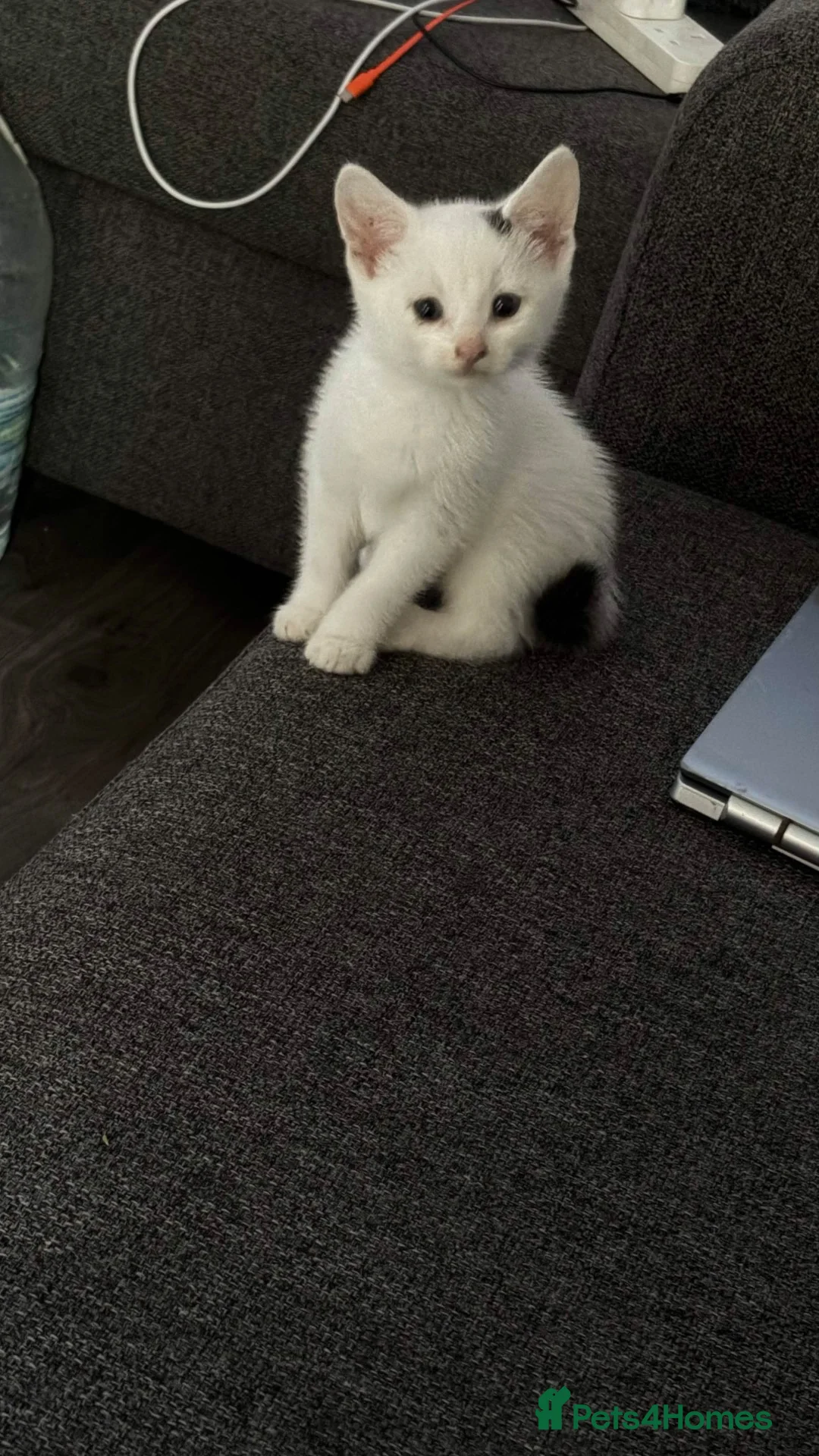 Mixed Breed cats for sale: 🐾 8 Adorable Kittens Looking for Loving Homes! 🐱 in London - Advert 2
