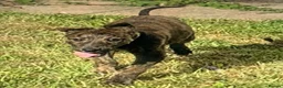 Lurcher dogs for sale: First cross saluki greyhounds  - Advert 16