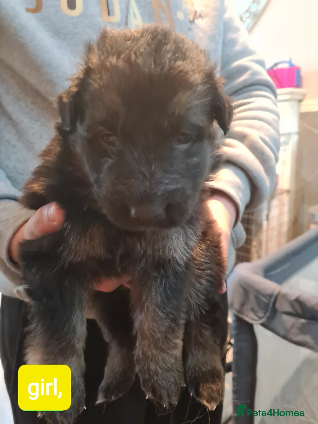 German Shepherd dogs for sale: German shepherd puppies - Advert 3