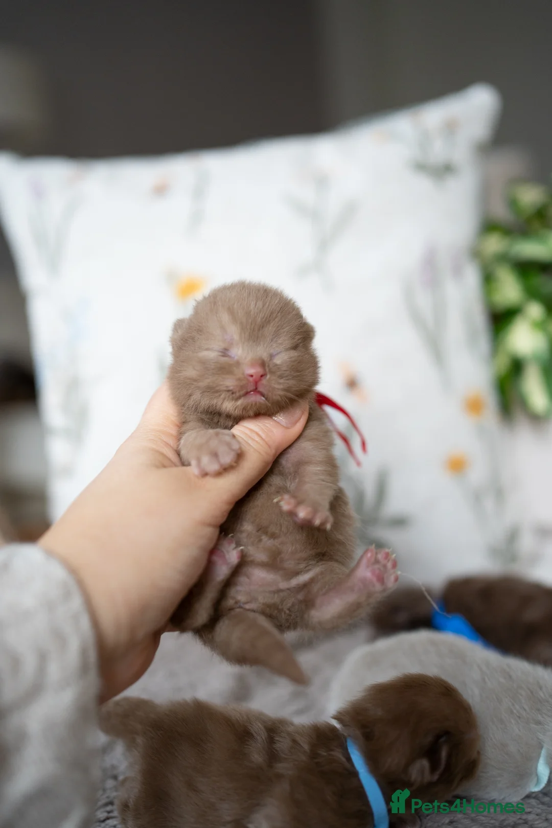 British Shorthair cats for sale: Another Wonderful Litter ❤️ - Advert 8