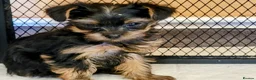 Yorkshire Terrier dogs for sale: Yorkshire Terrier puppies  from Licensed Breeder  - Advert 4
