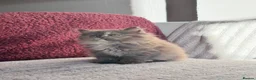 British Shorthair cats for sale: ✨Exceptional British Shorthair & Longhair Kittens✨ - Advert 7
