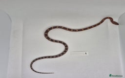 Corn Snake reptiles for sale: Corn snake hatchlings  - Image 5