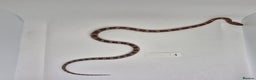 Corn Snake reptiles for sale: Corn snake hatchlings  - Advert 4