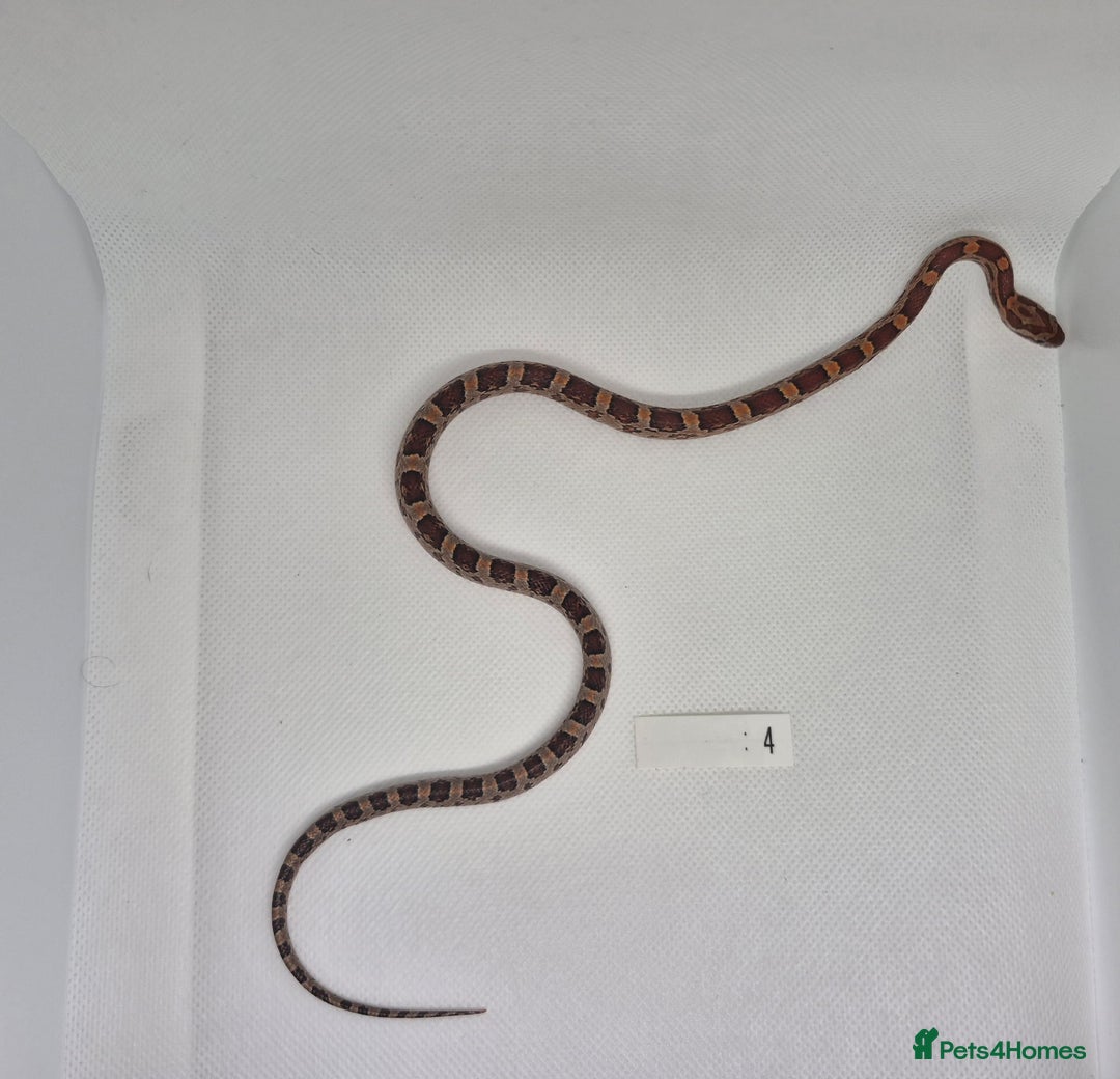 Corn Snake reptiles for sale: Corn snake hatchlings  - Image 5