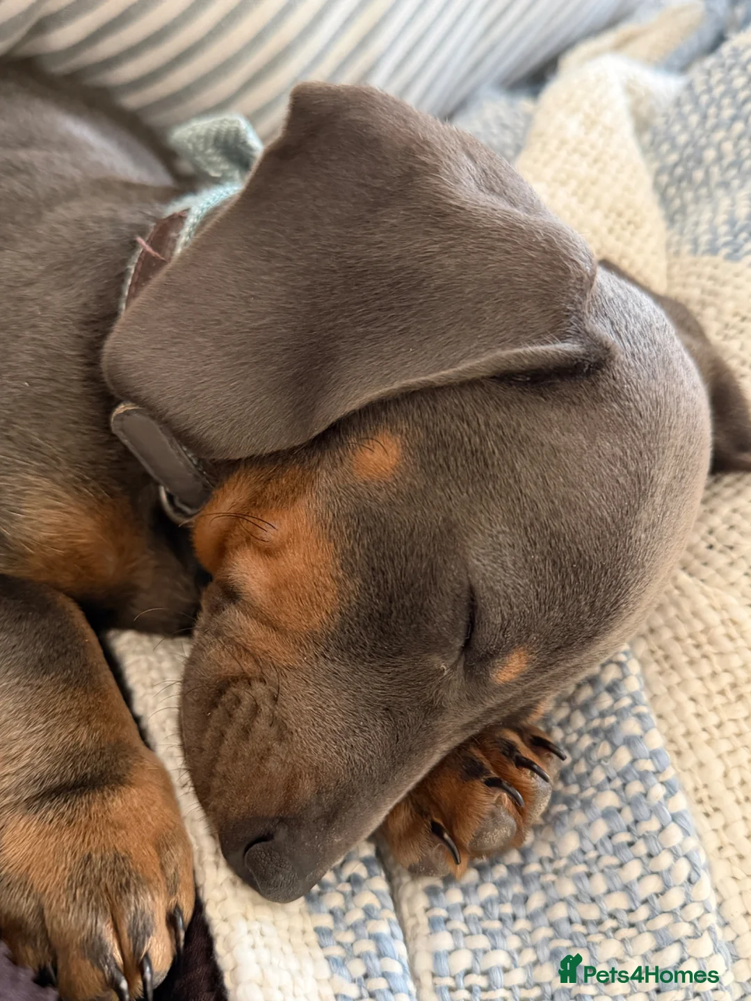 Dachshund dogs for sale: Dachshund puppy  - Advert 2