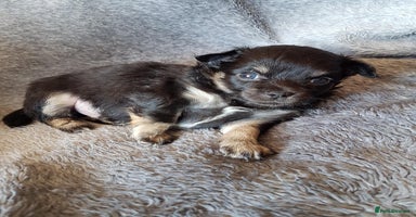 Chihuahua dogs - Advert 4