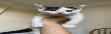 Mini Maui 