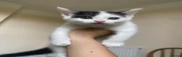 American Shorthair cats for sale: 2 girl kittens  - Advert 4