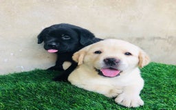 Labrador Retriever dogs for sale: Chunky KC reg Labrador pups - Image 2