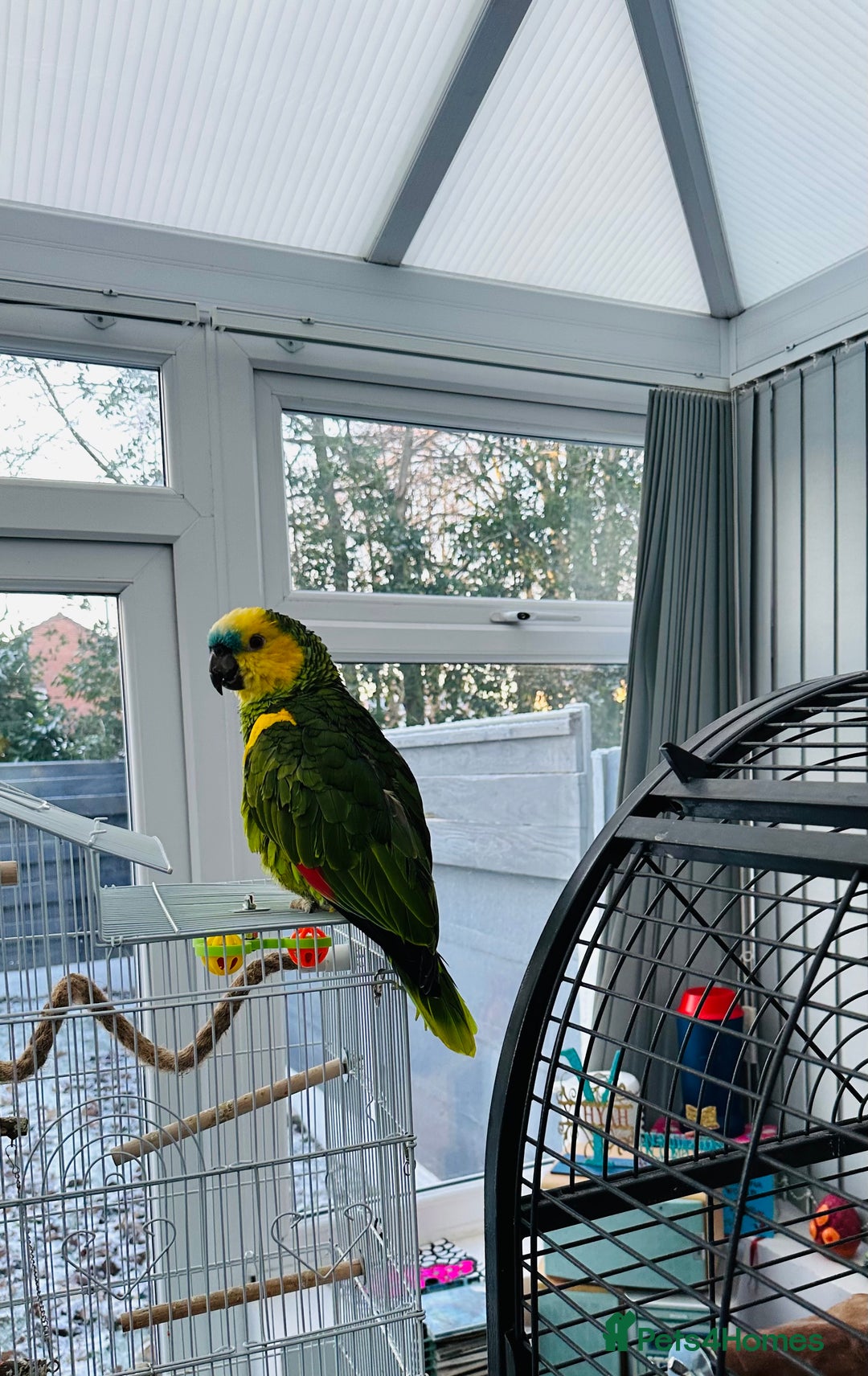 Parrots birds for sale: Blue-Fronted Amazon parrot - Advert 7
