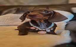 Miniature Dachshund dogs for sale: Ready soon Pedigree beautiful Mini Dachshund Girl  - Image 7
