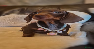 Miniature Dachshund dogs - Advert 3