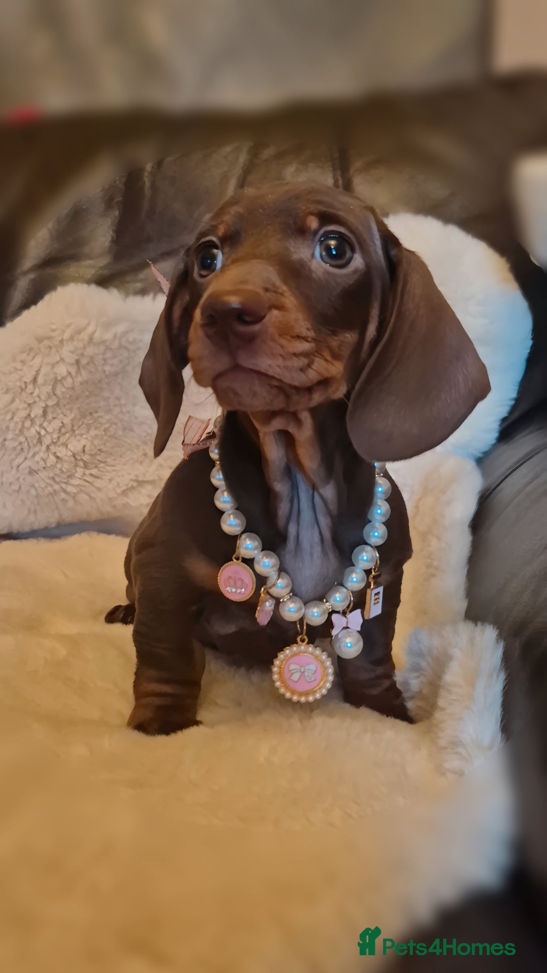Miniature Dachshund dogs for sale: Ready soon Pedigree beautiful Mini Dachshund Girl  - Image 7