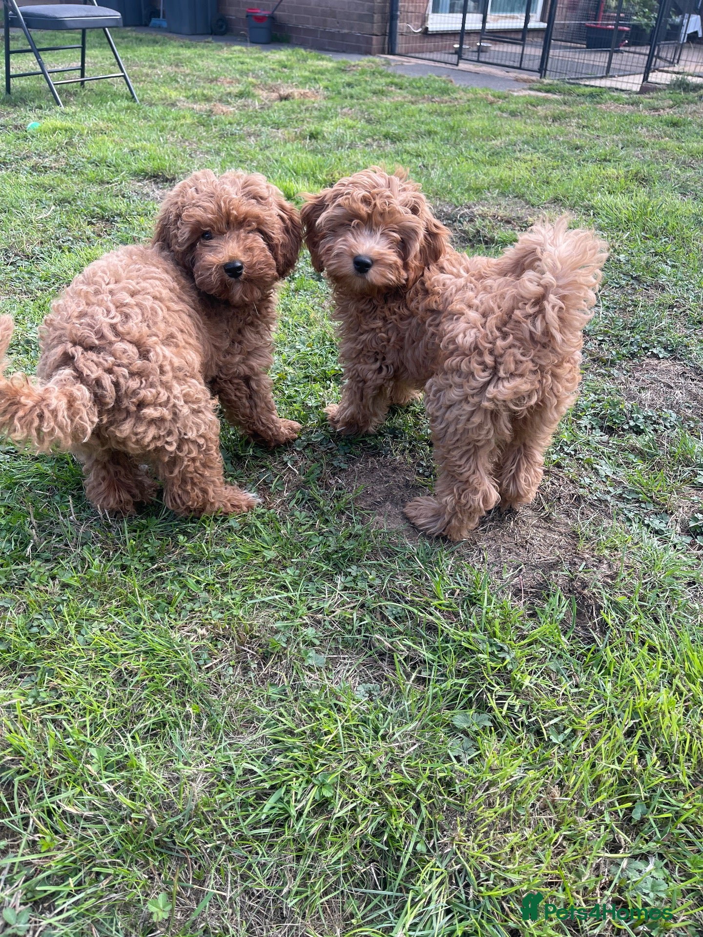 Cavapoo dogs ⭐️ 2 Toy Cavapoo Girls Left – Fully Vaccinated ⭐️ - Advert 5