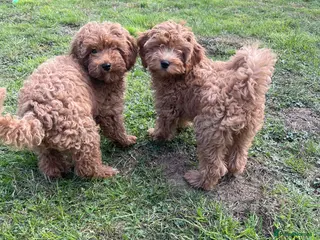 Cavapoo dogs ⭐️ 2 Toy Cavapoo Girls Left – Fully Vaccinated ⭐️ - Advert 5