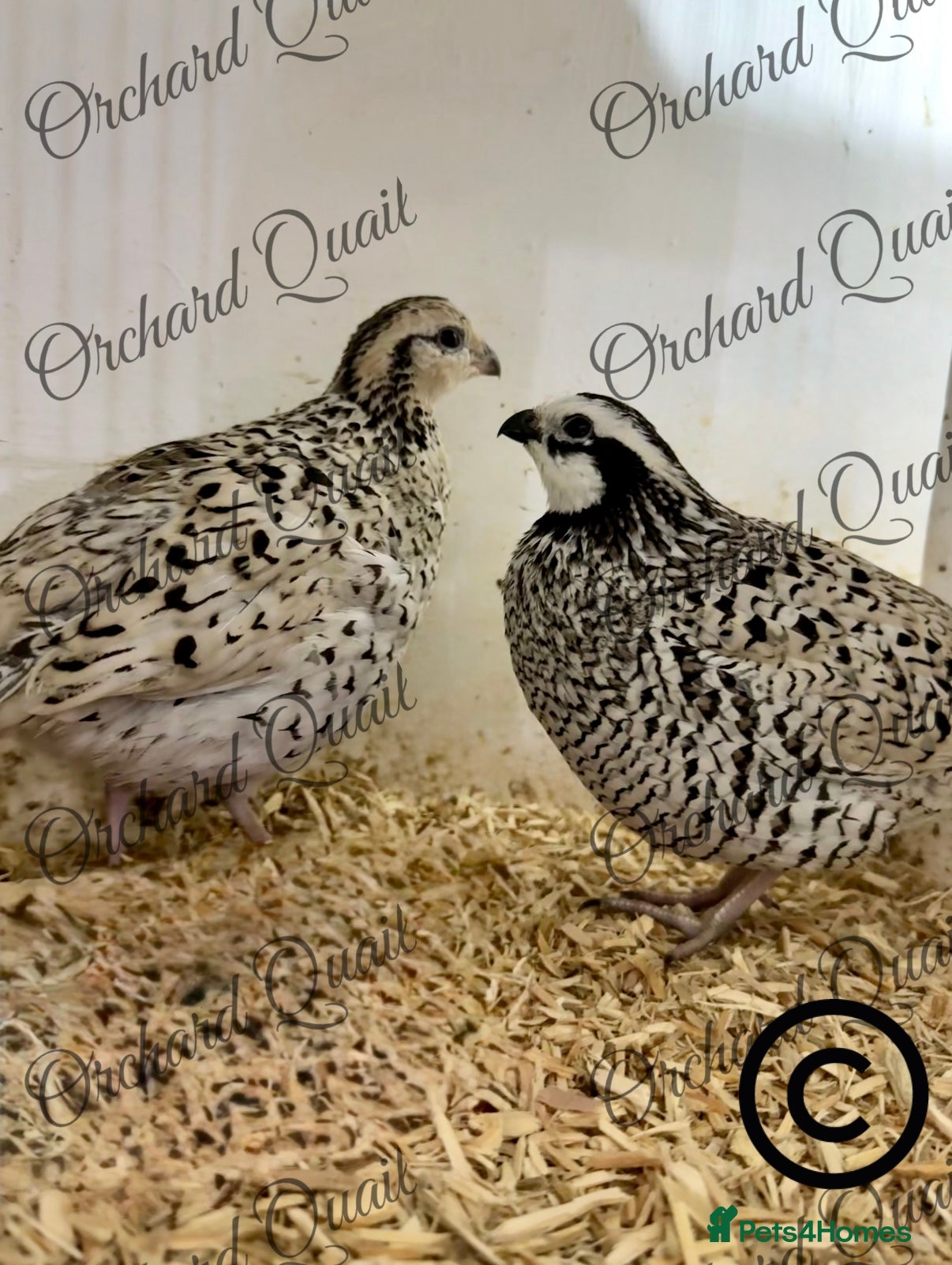 Quail poultry 6 X Snowflake Bobwhite Quail Hatching Eggs  - Advert 1