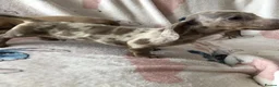 Miniature Dachshund dogs for sale: Miniature dachshund puppies in Bromley - Advert 2