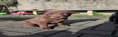 Labrador Retriever 3