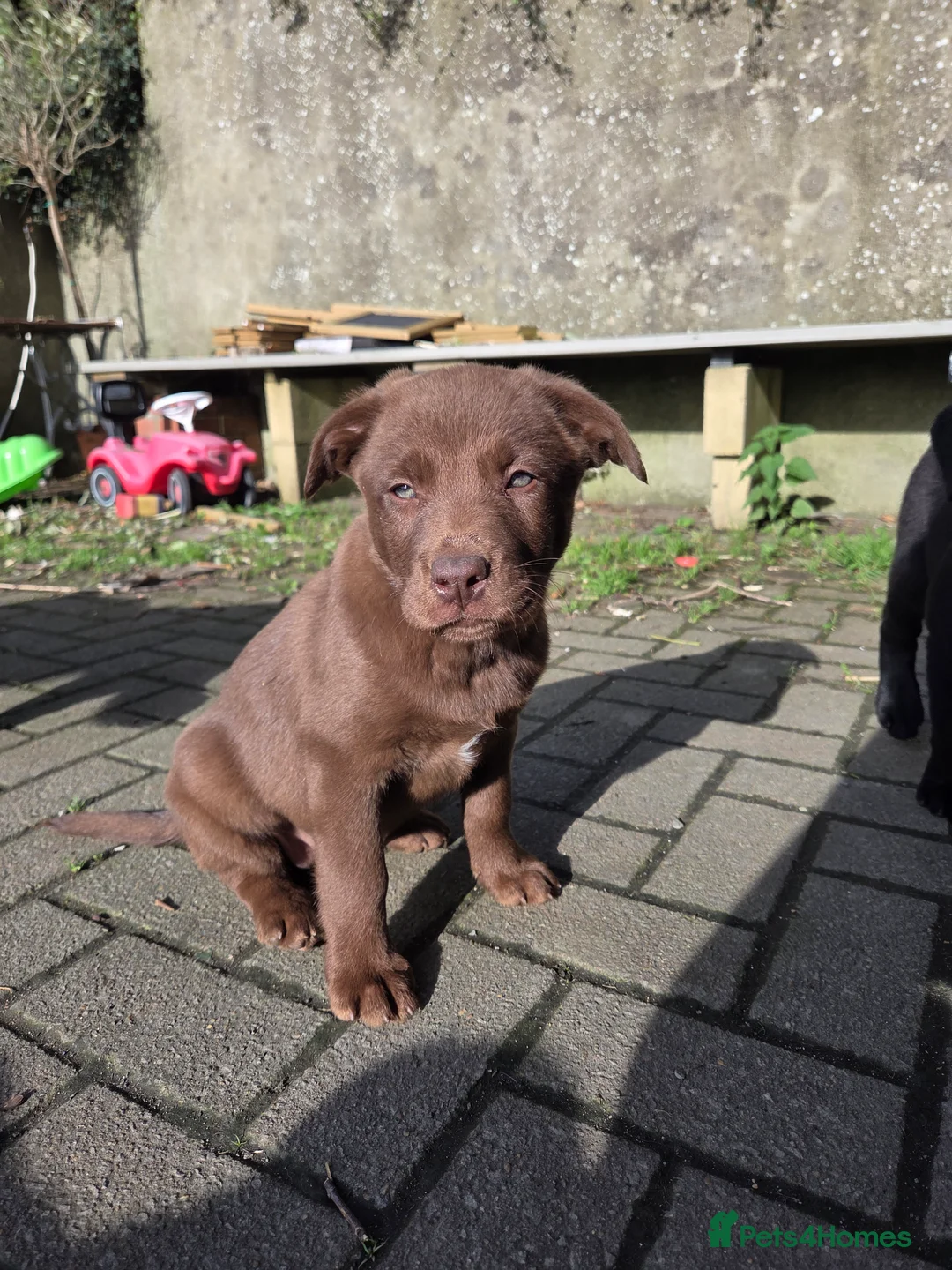 Labrador Retriever dogs for sale: 3 gorgeous labs - Advert 2