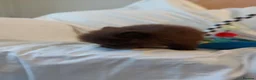 Pomeranian dogs for sale:  Toy-Type Mico Teddy Bear Face Pomeranian Puppy's - Advert 21