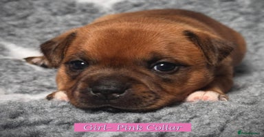 Staffordshire Bull Terrier dogs - Advert 15