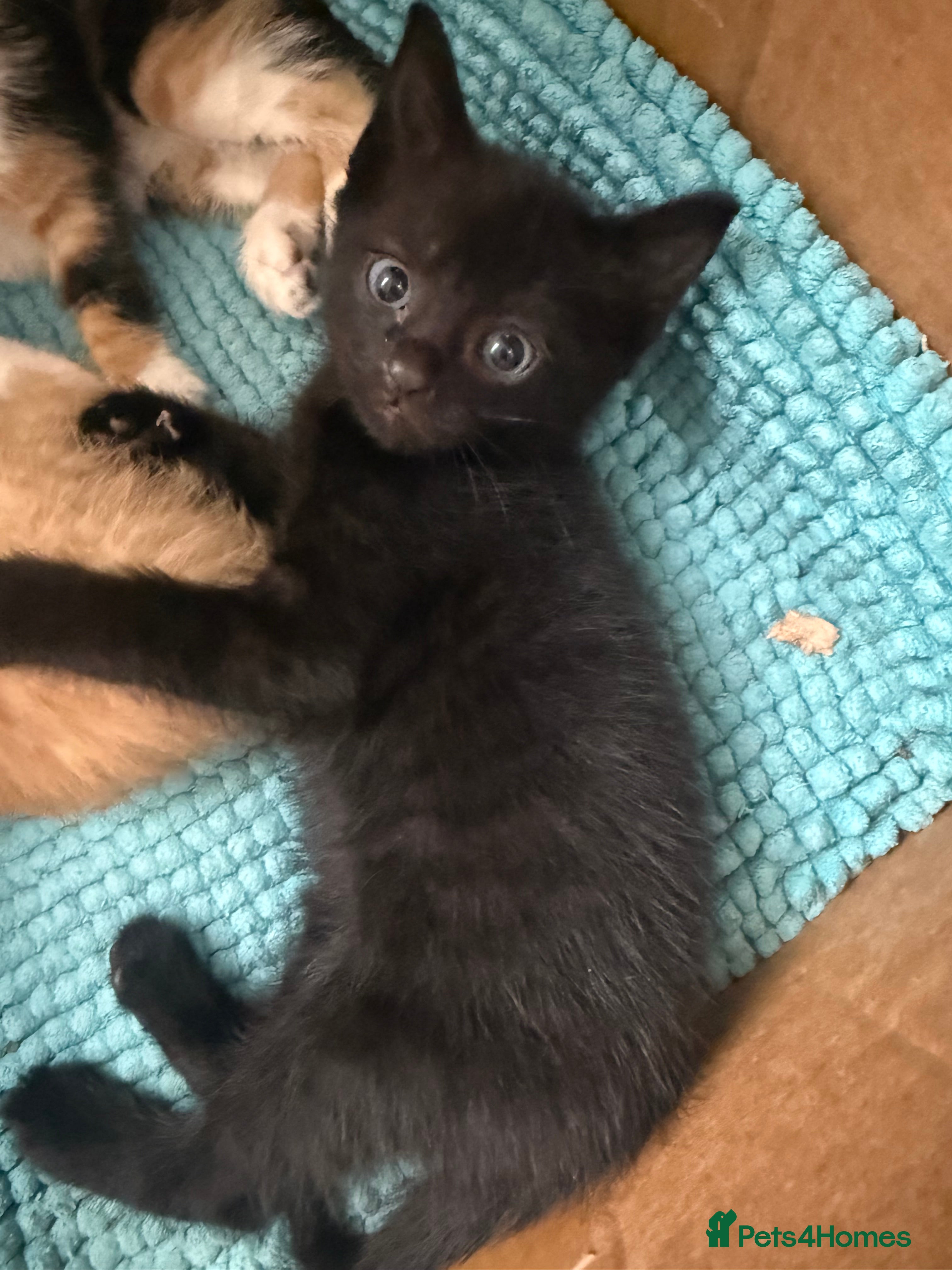 Mixed Breed cats Beautiful kittens for sale 🐱 - Advert 2