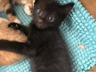 Mixed Breed cats Beautiful kittens for sale 🐱 - Advert 7