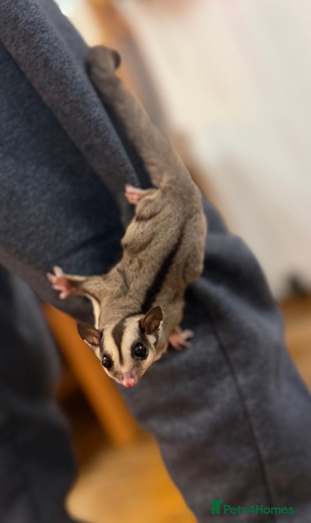 Sugar Glider rodents for sale:  2 Female Sugar Gliders – 5 Months Old (Tame) - Image 15