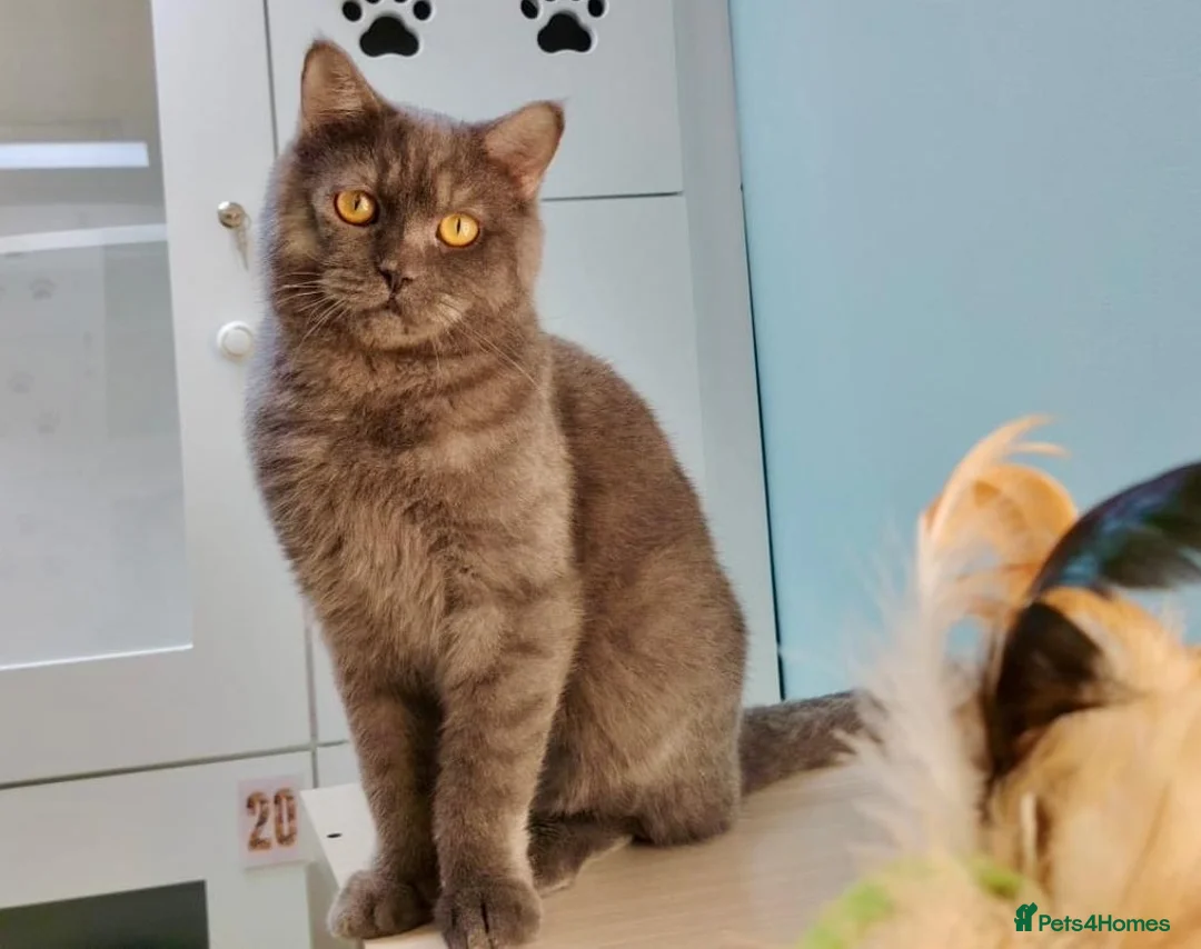 Mixed Breed cats for adoption: Kumo - An Adorable Affectionate Boy - Advert 1