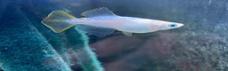 Ricefish fish for sale: Medaka rice fish eggs many varieties available  in Aylesbury - Advert 7