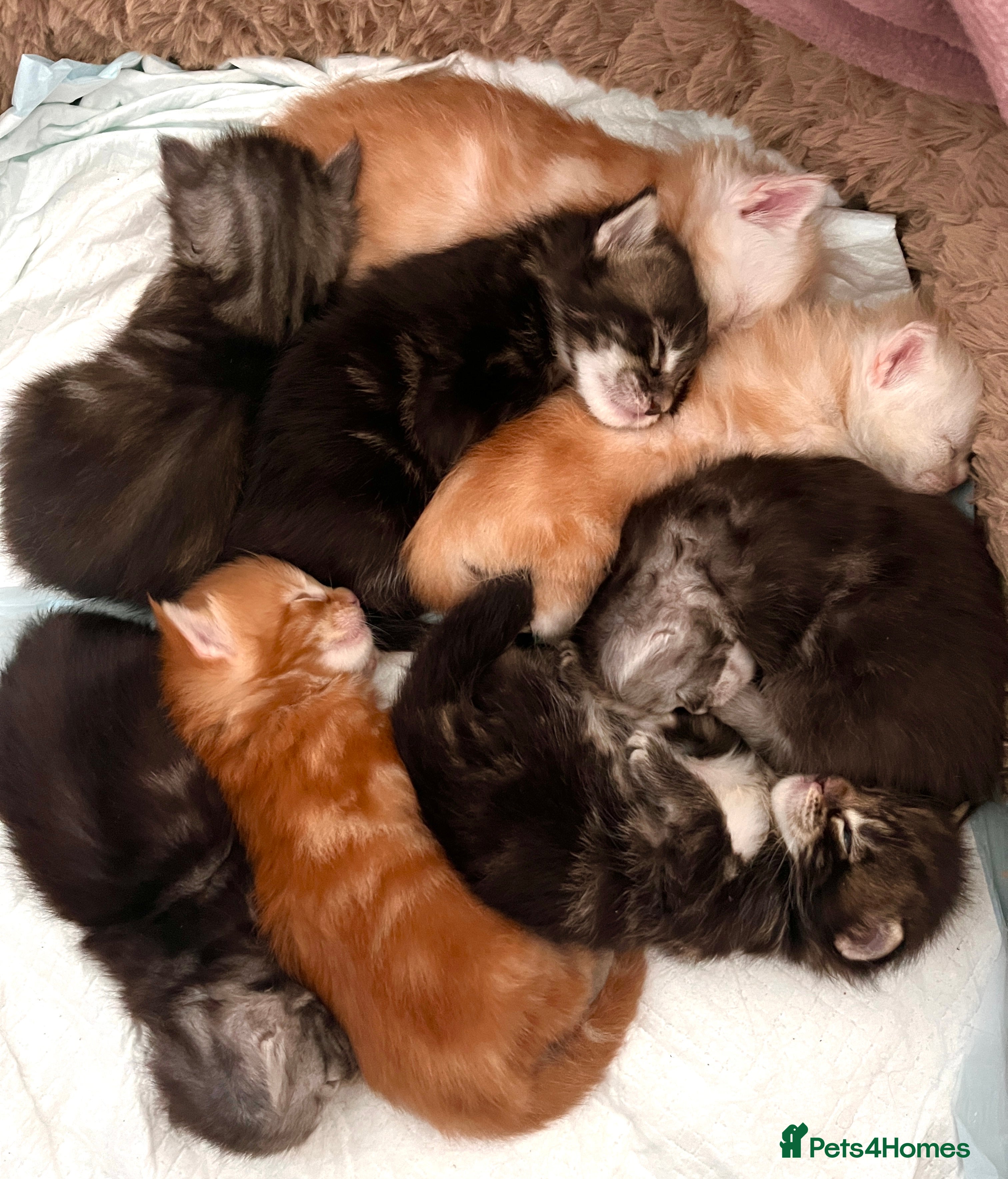 Maine Coon cats Purebred Maine Coon Kittens in Dunstable - Advert 17