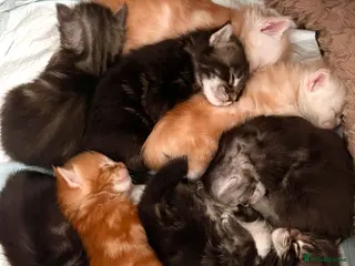 Maine Coon cats Purebred Maine Coon Kittens in Dunstable - Advert 1