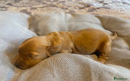 Cockapoo dogs for sale: Beautiful puppies in time for  ** ! 🐶 🥰  **   - Image 22