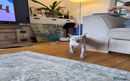 Sphynx cats for sale: Tuco loving shpynx boy  - Image 5