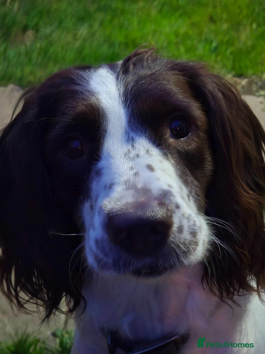 English Springer Spaniel dogs KC registered English Springer Spaniels - Advert 2
