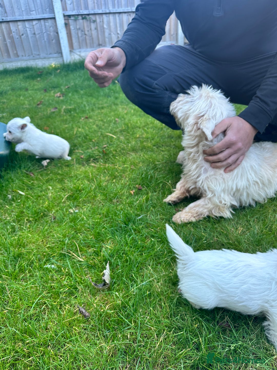 West Highland Terrier dogs for sale: West highland terrier puppies - Image 21