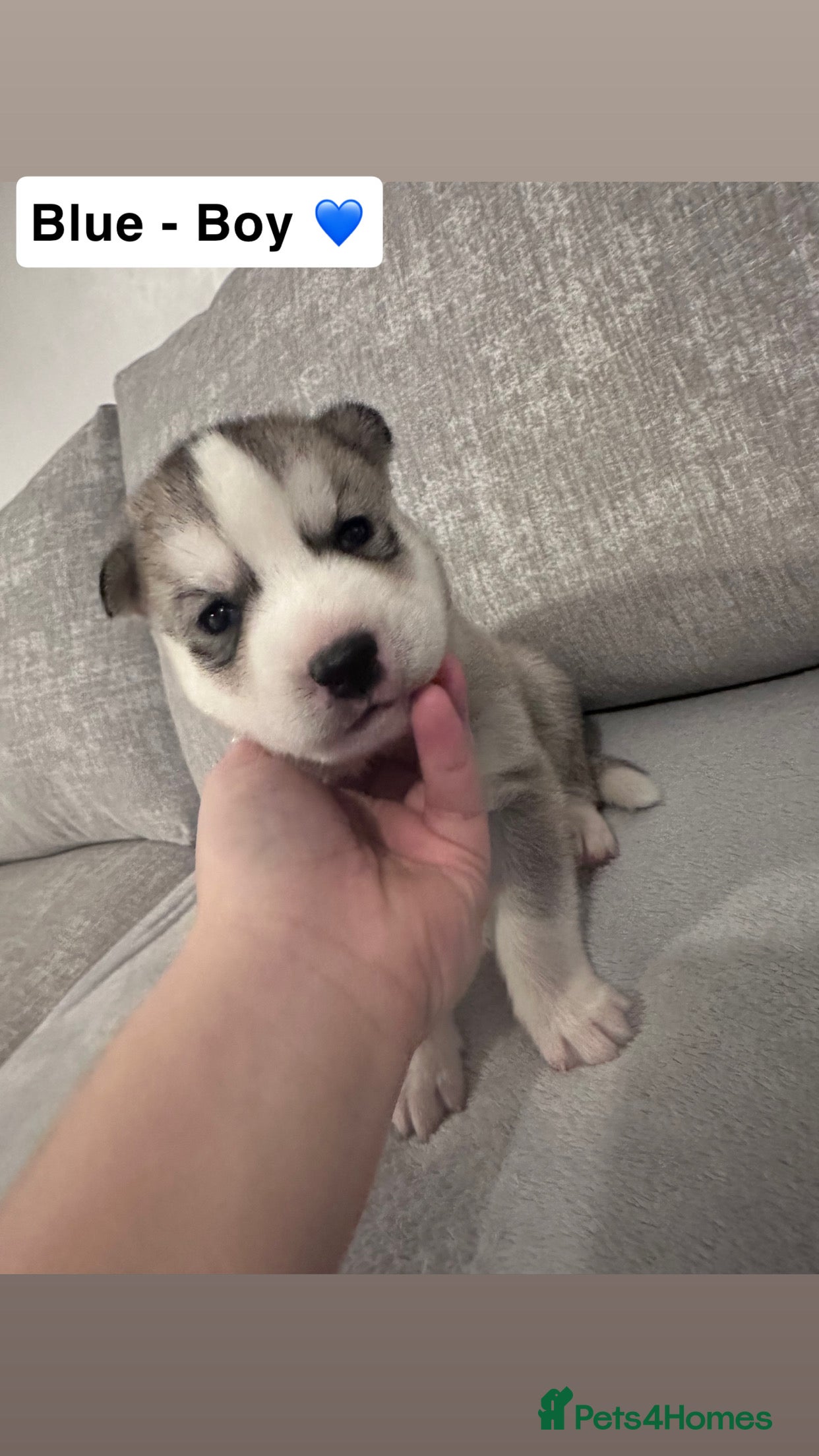 Siberian Husky dogs 5 beautiful Siberian Husky’s  - Advert 7