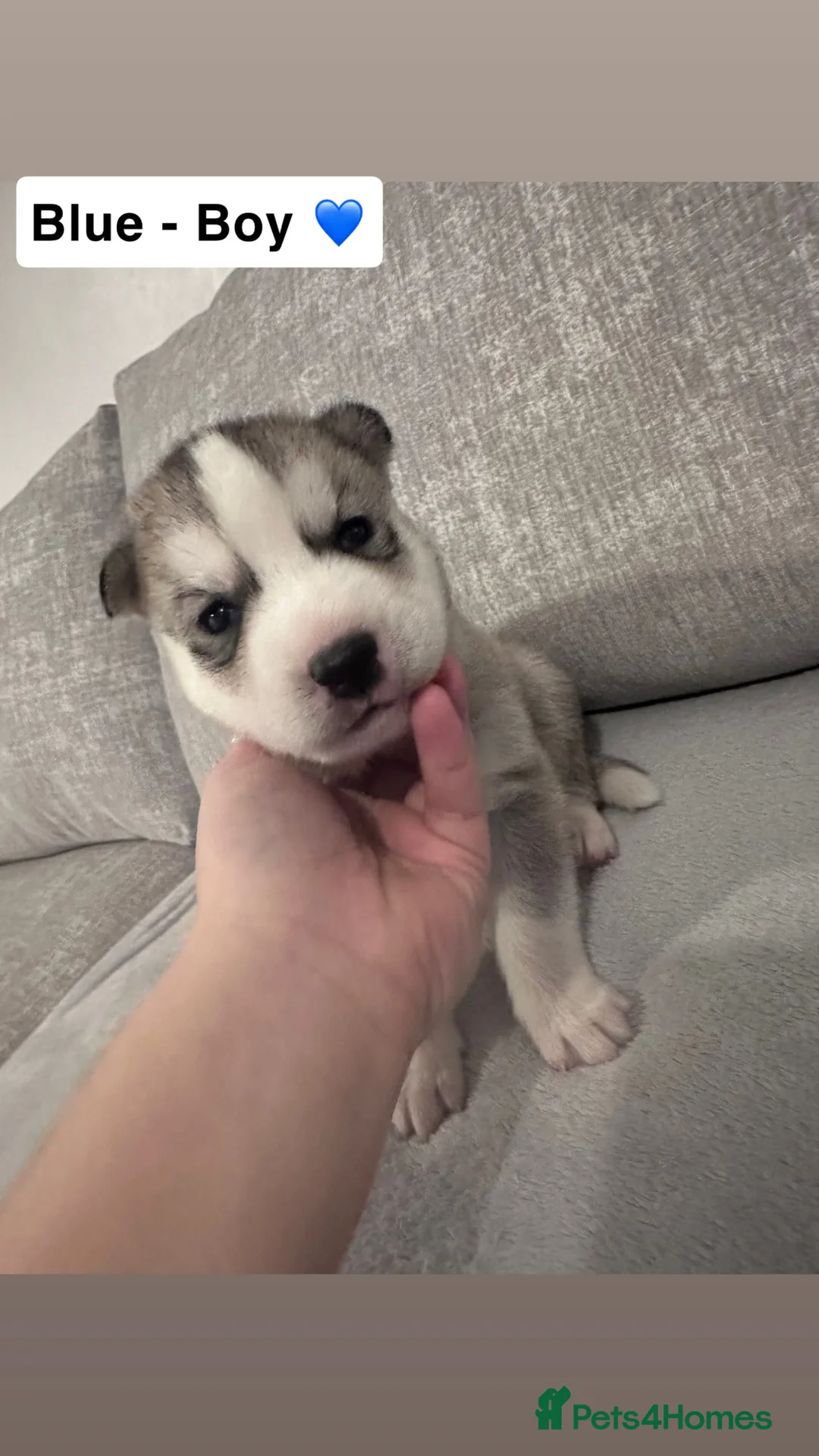 Siberian Husky dogs for sale: 5 beautiful Siberian Husky’s  - Advert 2