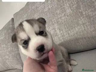 Siberian Husky dogs 5 beautiful Siberian Husky’s - Advert 7