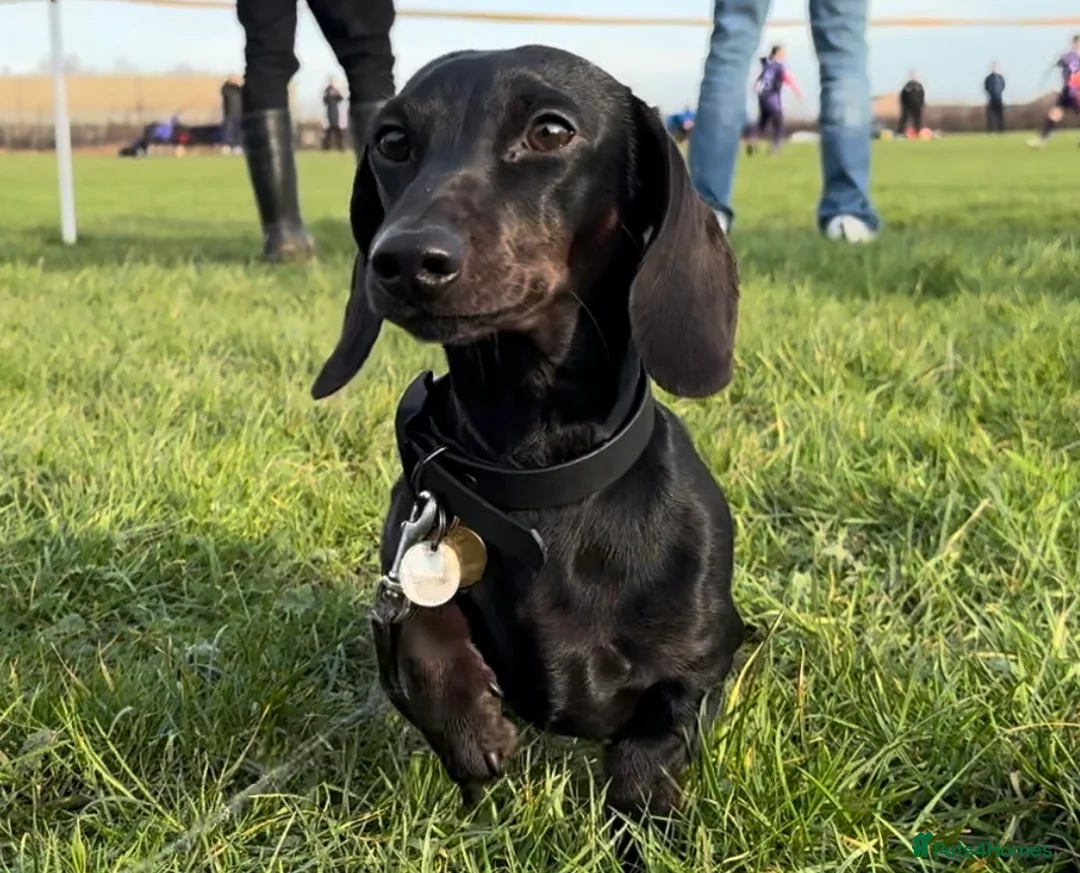 Miniature Dachshund dogs for stud: Rare KC Reg & Health Tested Miniature Dachshund in Rotherham - Advert 14