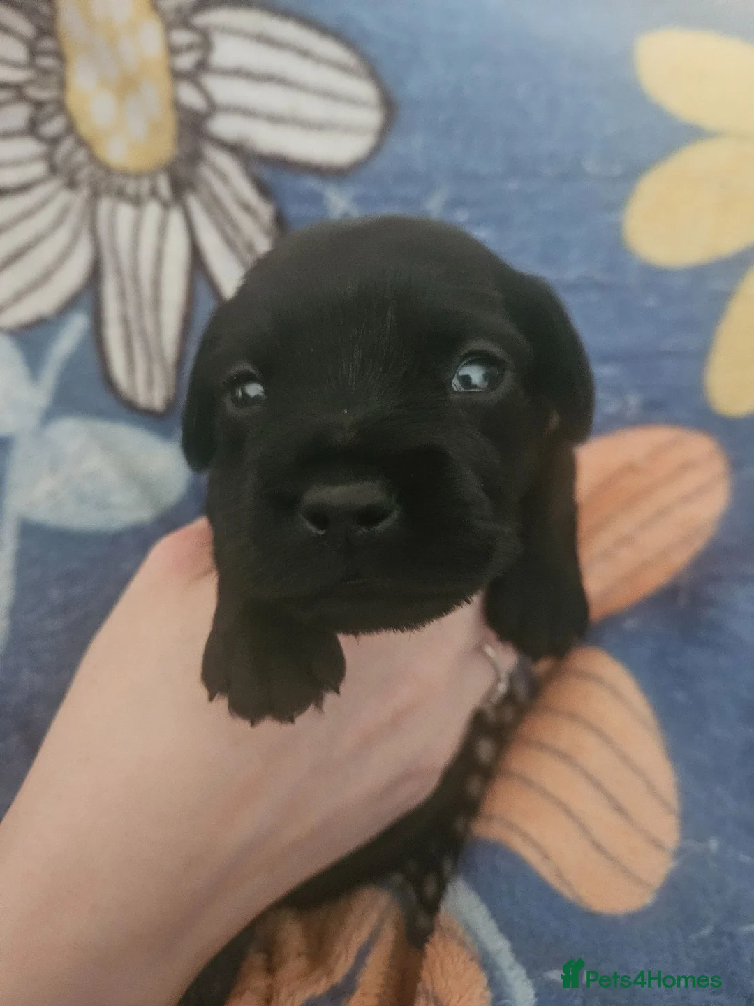 Mixed Breed dogs for sale: Gorgeous little mix breed pups - Advert 7
